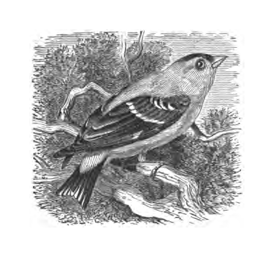 Inline illustration of an American Goldfinch from Bailey's chapter on the species, book p. 77.