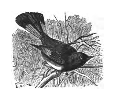Inline illustration of an American Redstart from Bailey's chapter on the species, book p. 182.