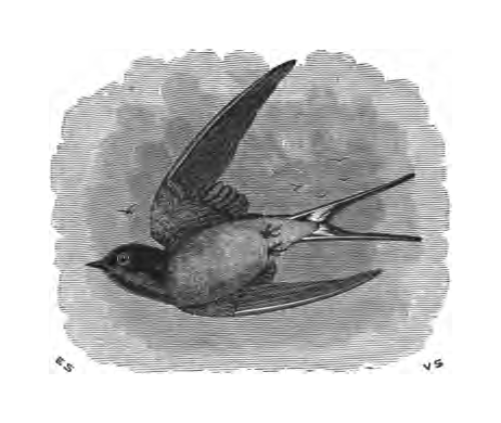 Inline illustration of a Barn Swallow from Bailey's chapter on the species, book p. 56.