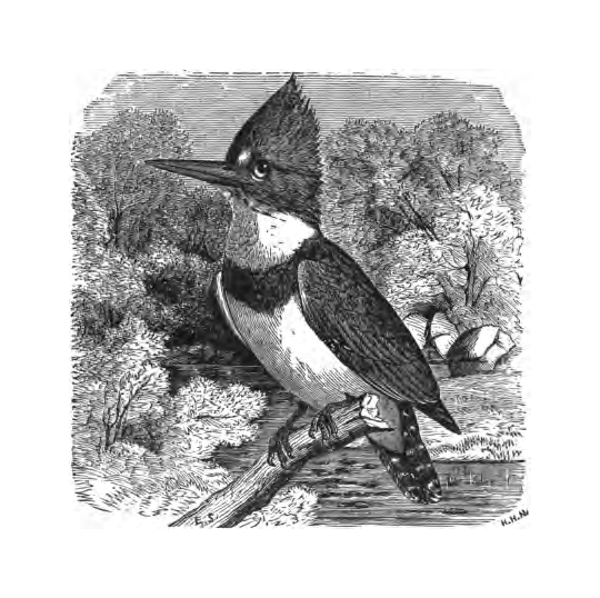 Inline illustration of a Belted Kingfisher from Bailey's chapter on the species, book p. 58.