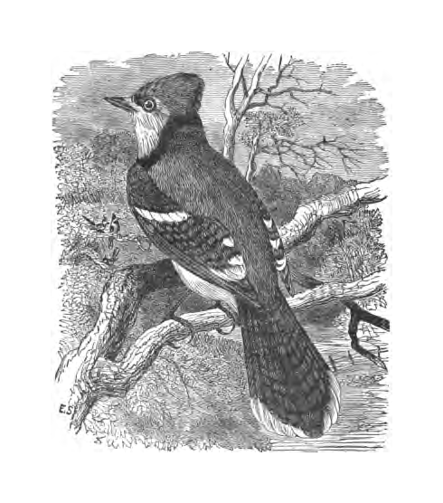 Inline illustration of a Blue Jay from Bailey's chapter on the species, book p. 70.