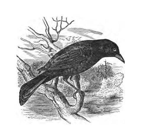 First inline illustration of a Bobolink from Bailey's chapter on the species, book p. 26, 28.