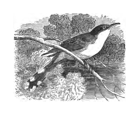 Inline illustration of a Yellow-billed or Black-billed Cuckoo from Bailey's chapter on the species, book p. 46.