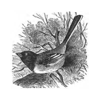 Inline illustration of an Eastern Towhee from Bailey's chapter on the species, book p. 116.