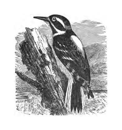 Inline illustration of a Hairy Woodpecker from Bailey's chapter on the species, book p. 93.