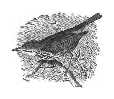 Inline illustration of an Ovenbird from Bailey's chapter on the species, book p. 135.