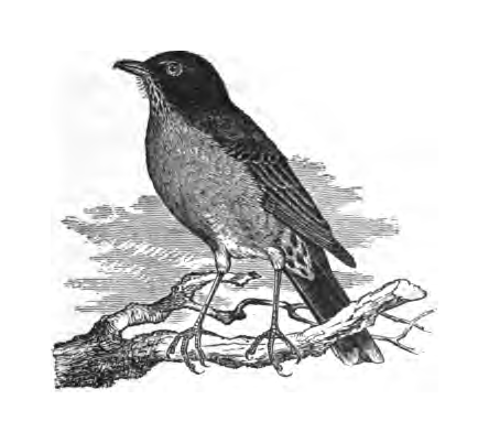 Inline illustration of an American Robin from Bailey's chapter on the species, book p. 5.