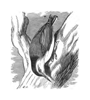 Inline illustration of a White-breasted Nuthatch from Bailey's chapter on the species, book p. 102.